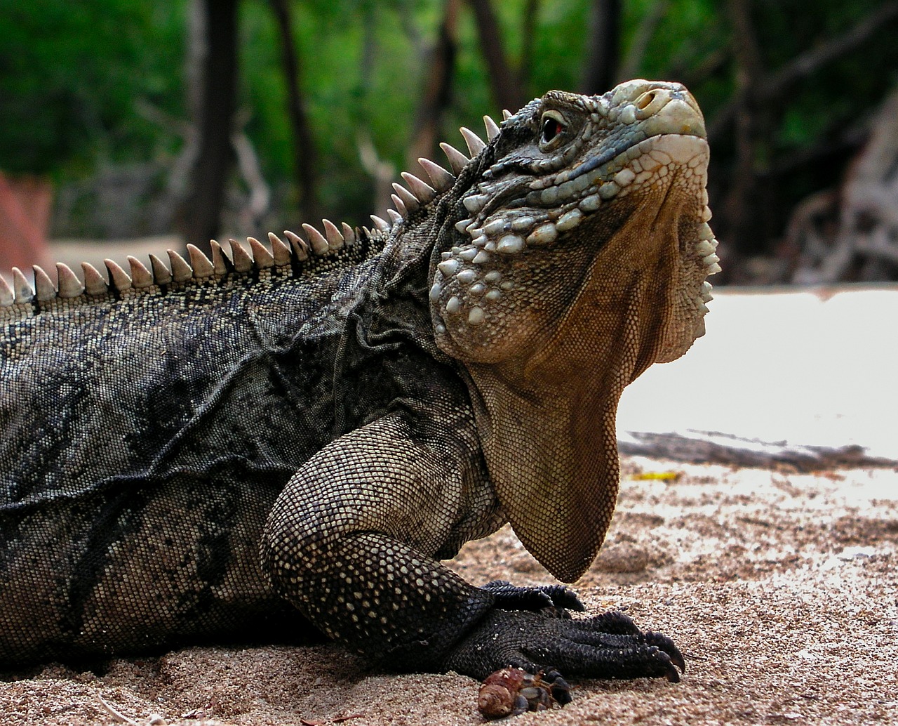 iguana cuba travel free photo