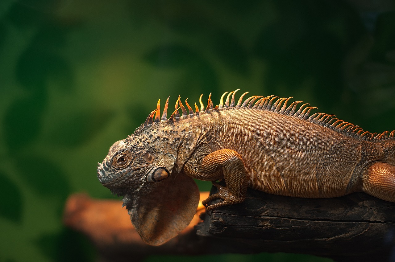 iguana zoo reptile free photo