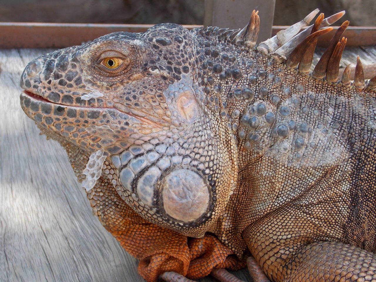 iguana reptile lizard free photo