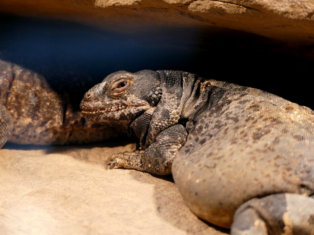 iguana lizard wilhelma zoo stuttgart free photo
