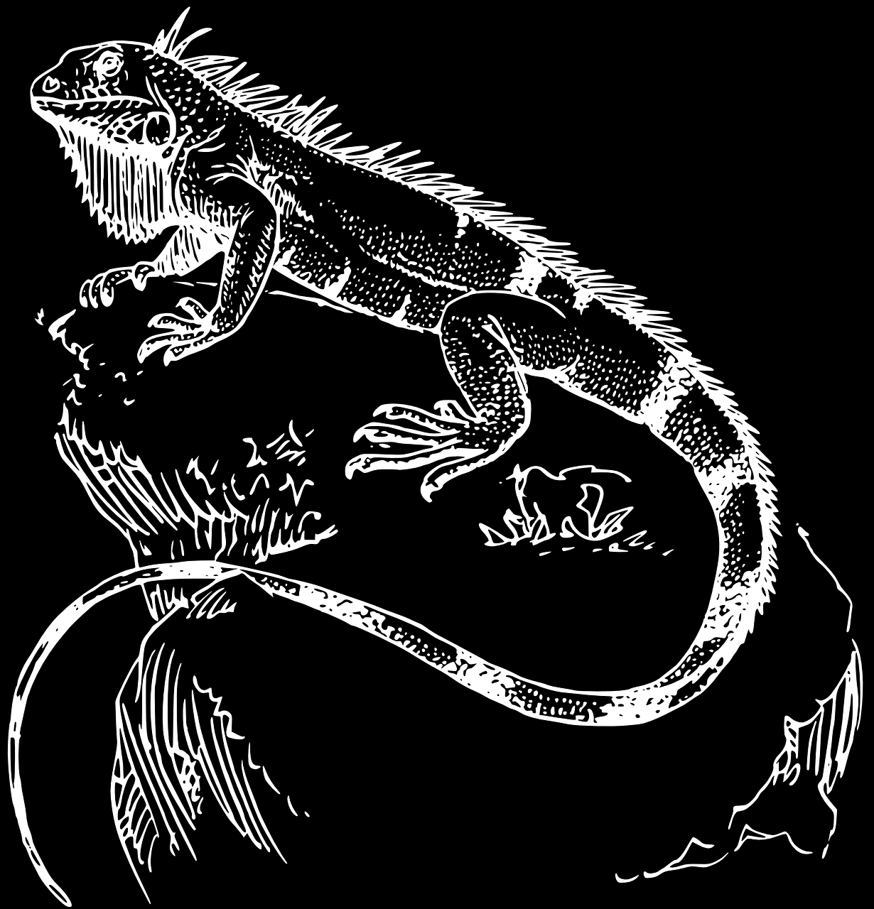 iguana saurian black free photo