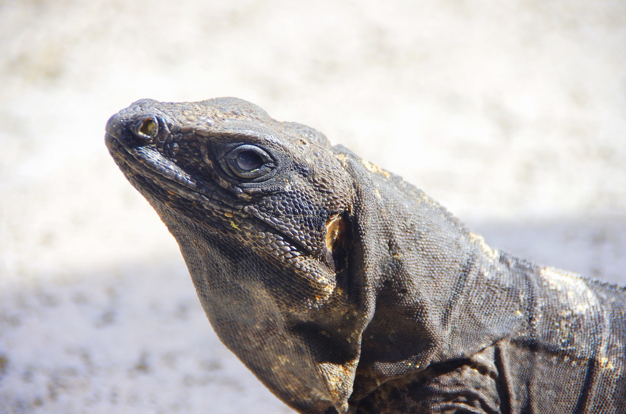 iguana reptile dinosaur free photo