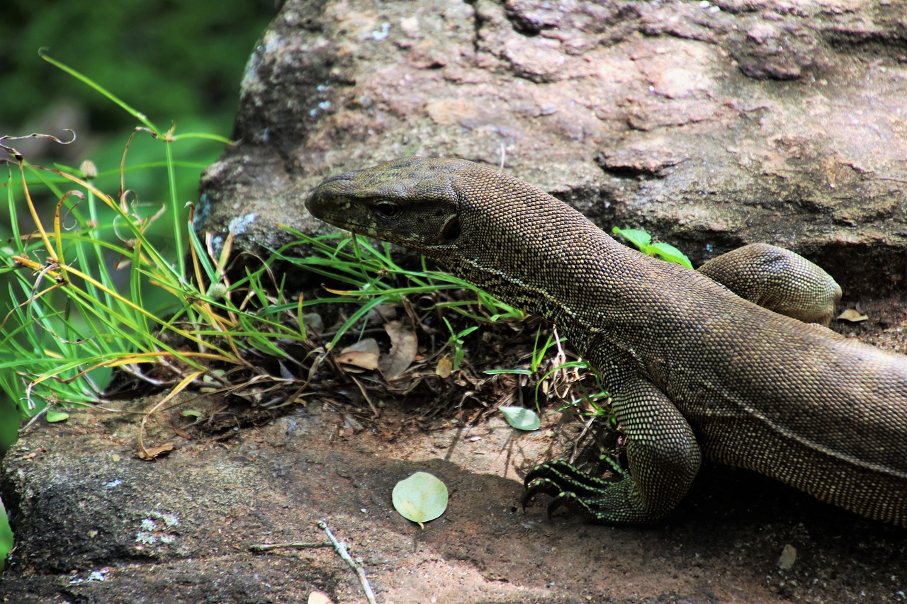 iguana sri lanka nature free photo