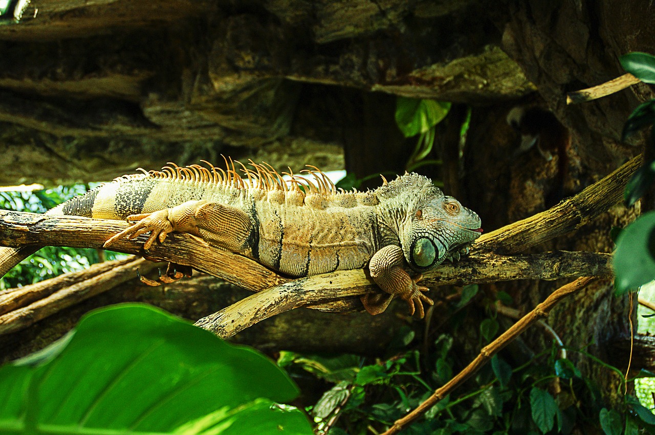 iguana reptile iguanidae free photo
