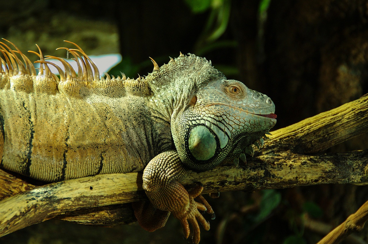 iguana reptile iguanidae free photo
