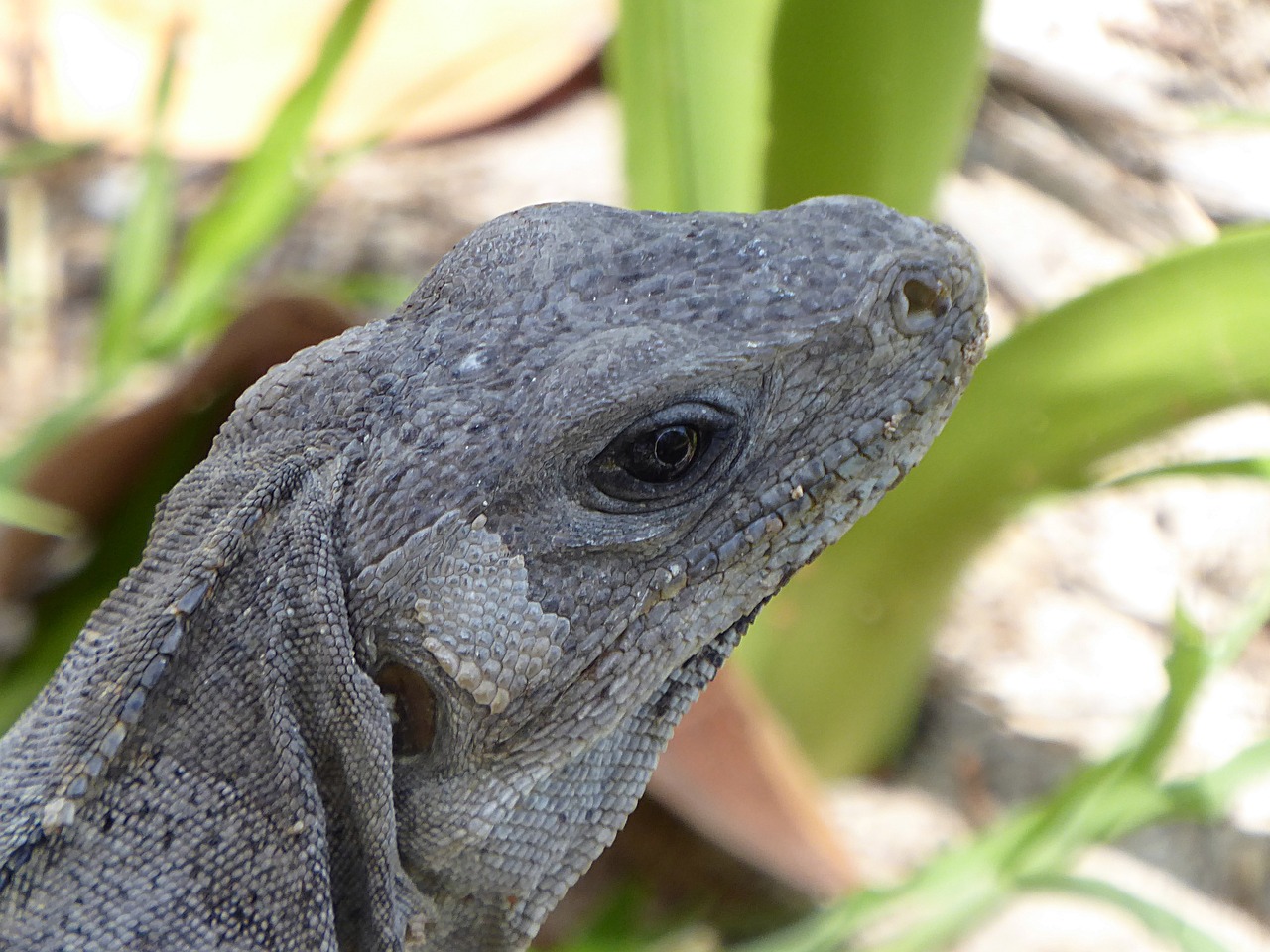iguana grey nature free photo