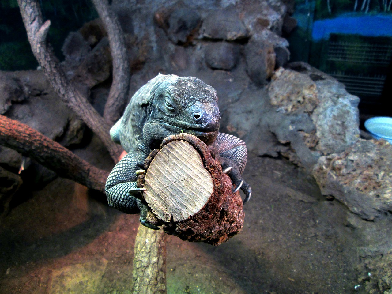 iguana animal zoo free photo