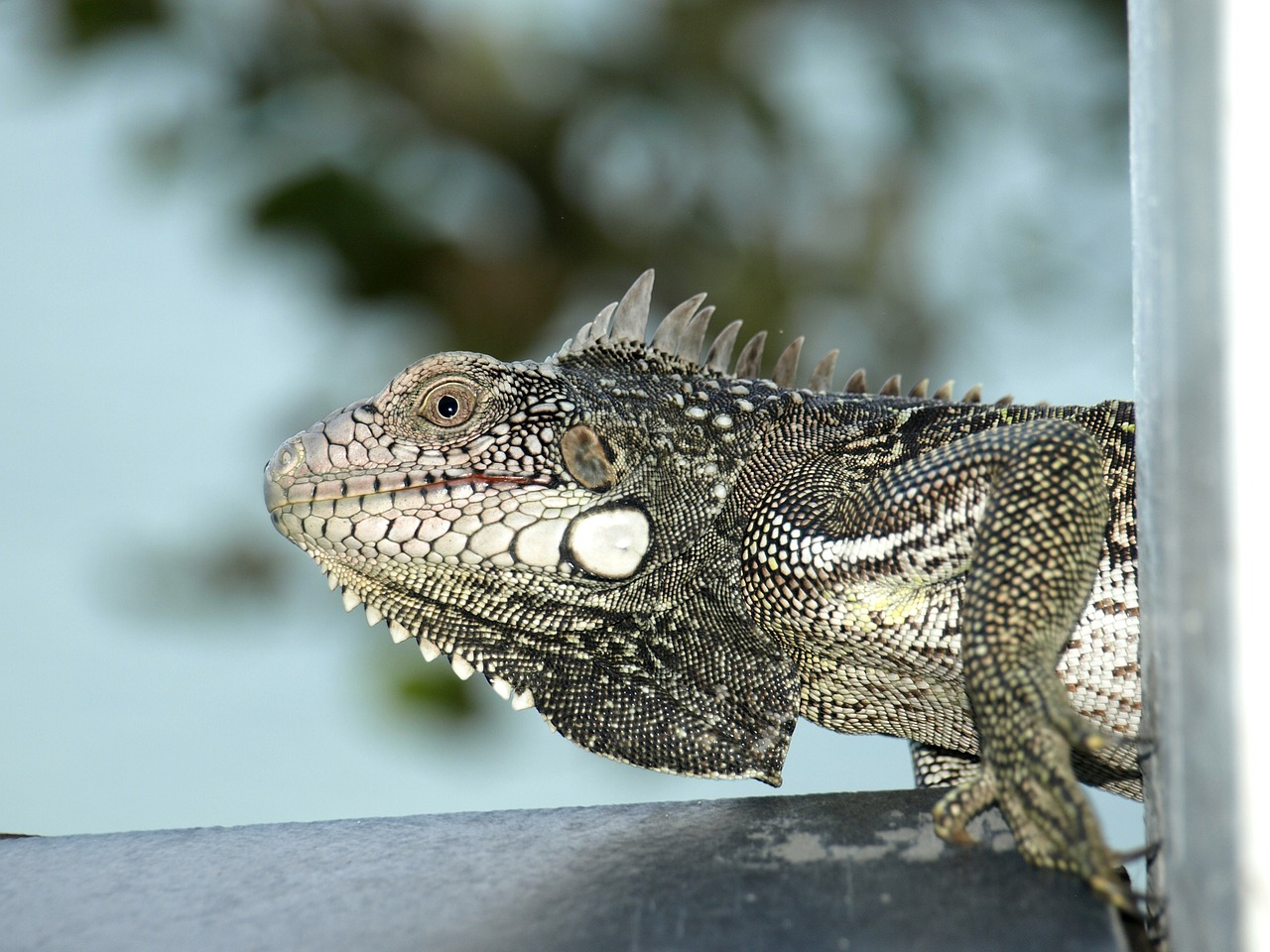 iguana caribbean nature free photo