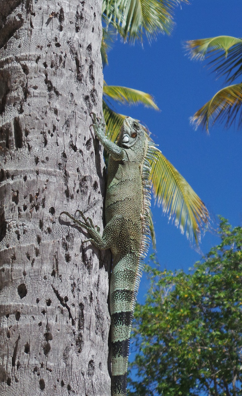 iguana  watch  lizard free photo