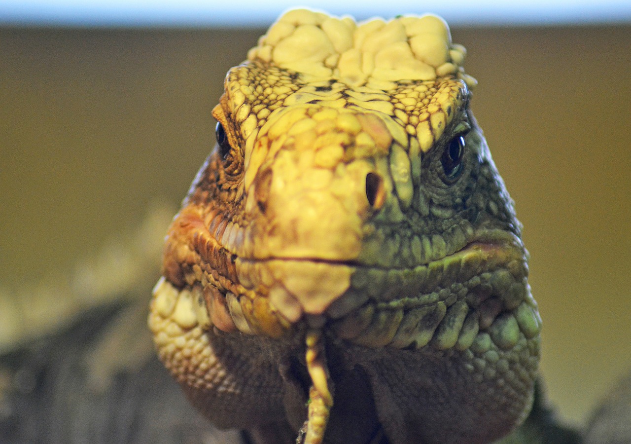 iguana lizard head free photo