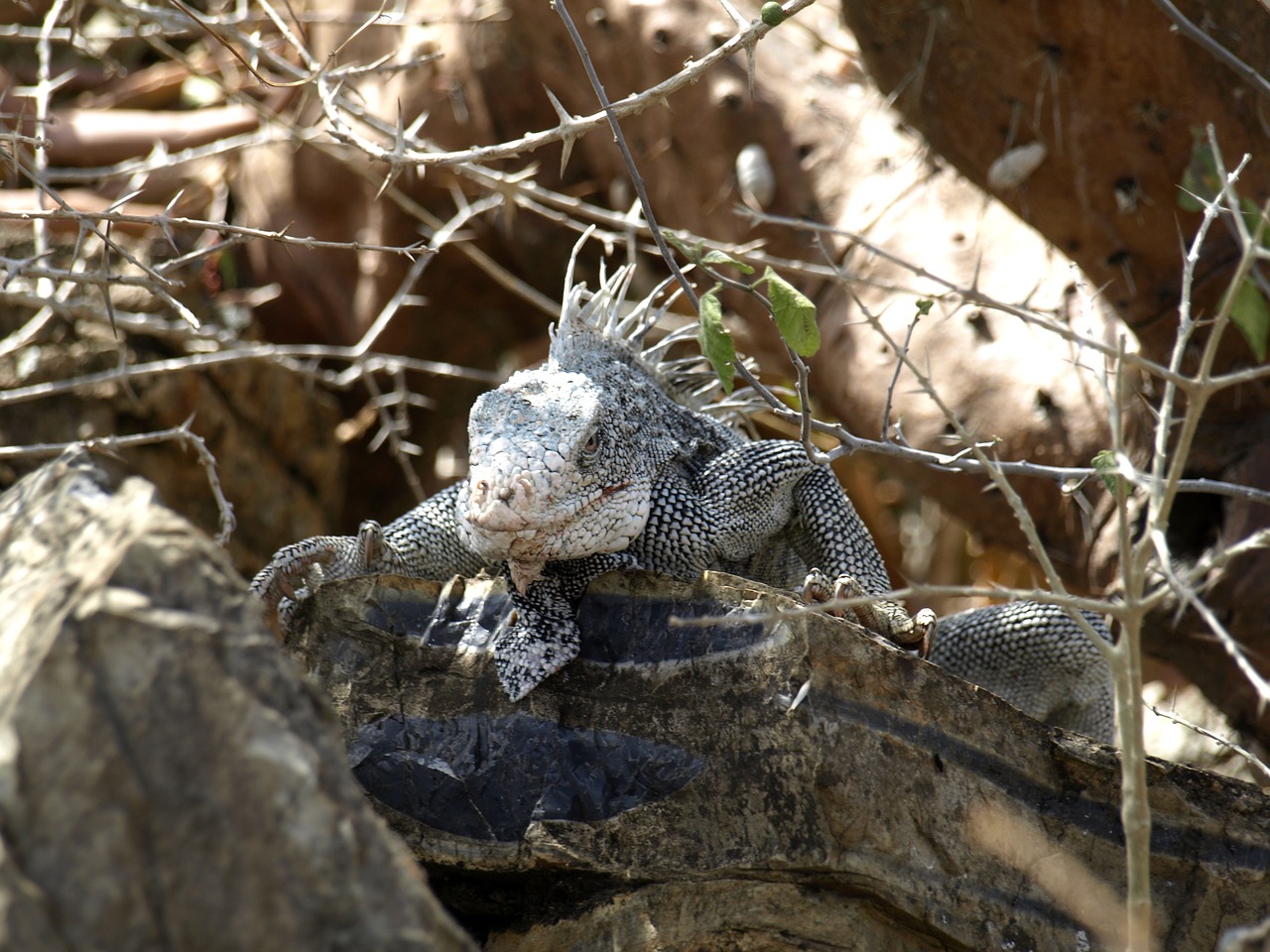iguana reptile dragon free photo