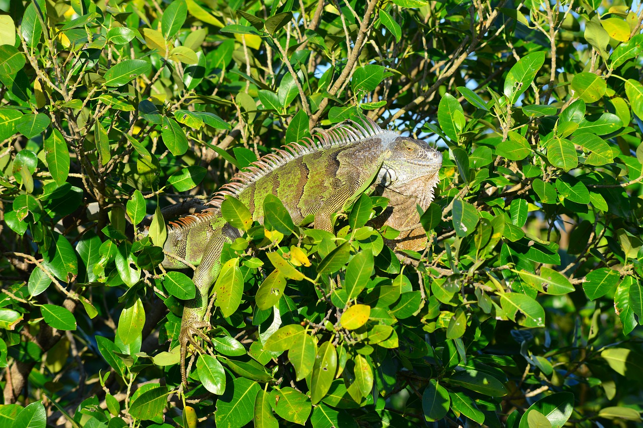 iguana  nature  tree free photo
