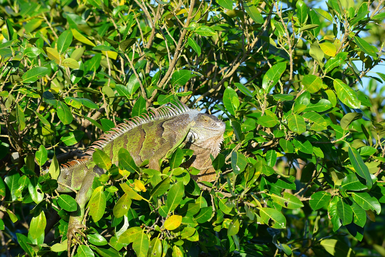 iguana  nature  leaf free photo