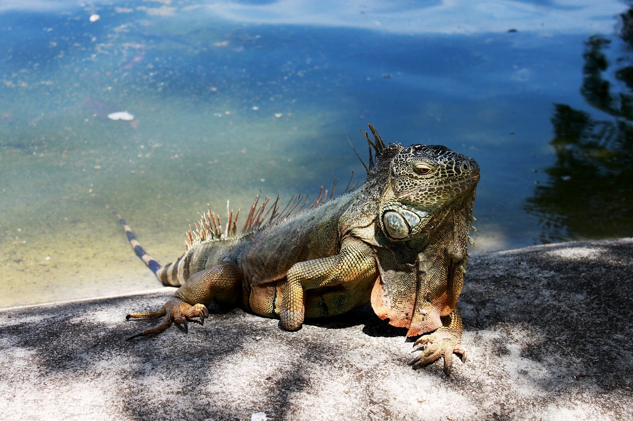 iguana  reptile free pictures free photo