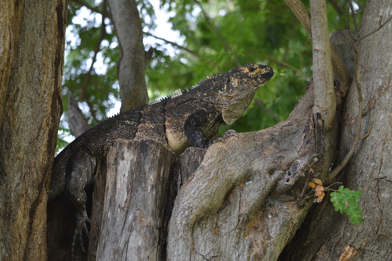 iguana  tree  wood free photo