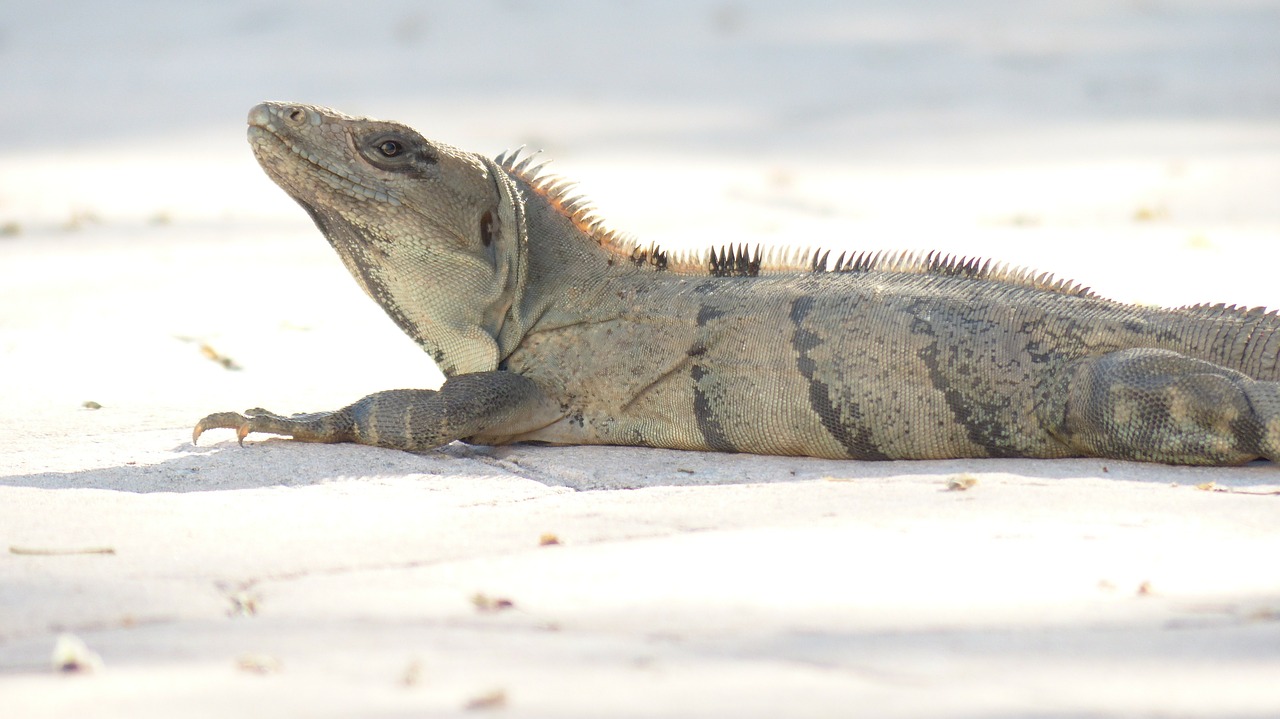 iguana hot lizard free photo