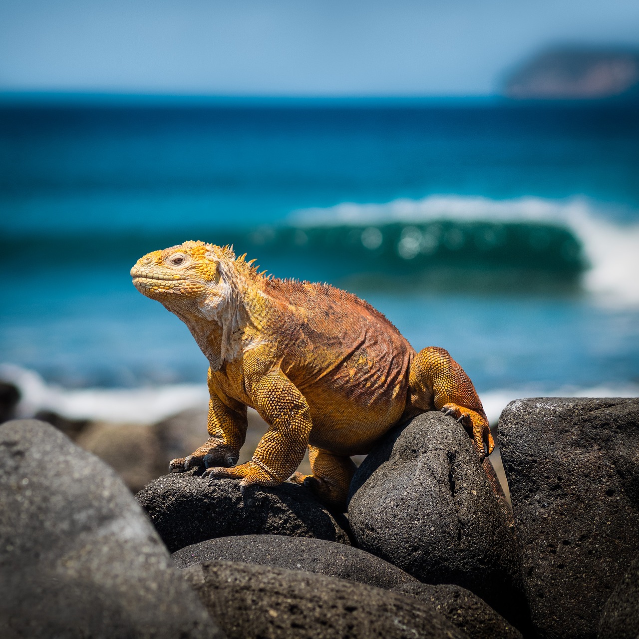 iguana  lizard  galapagos free photo