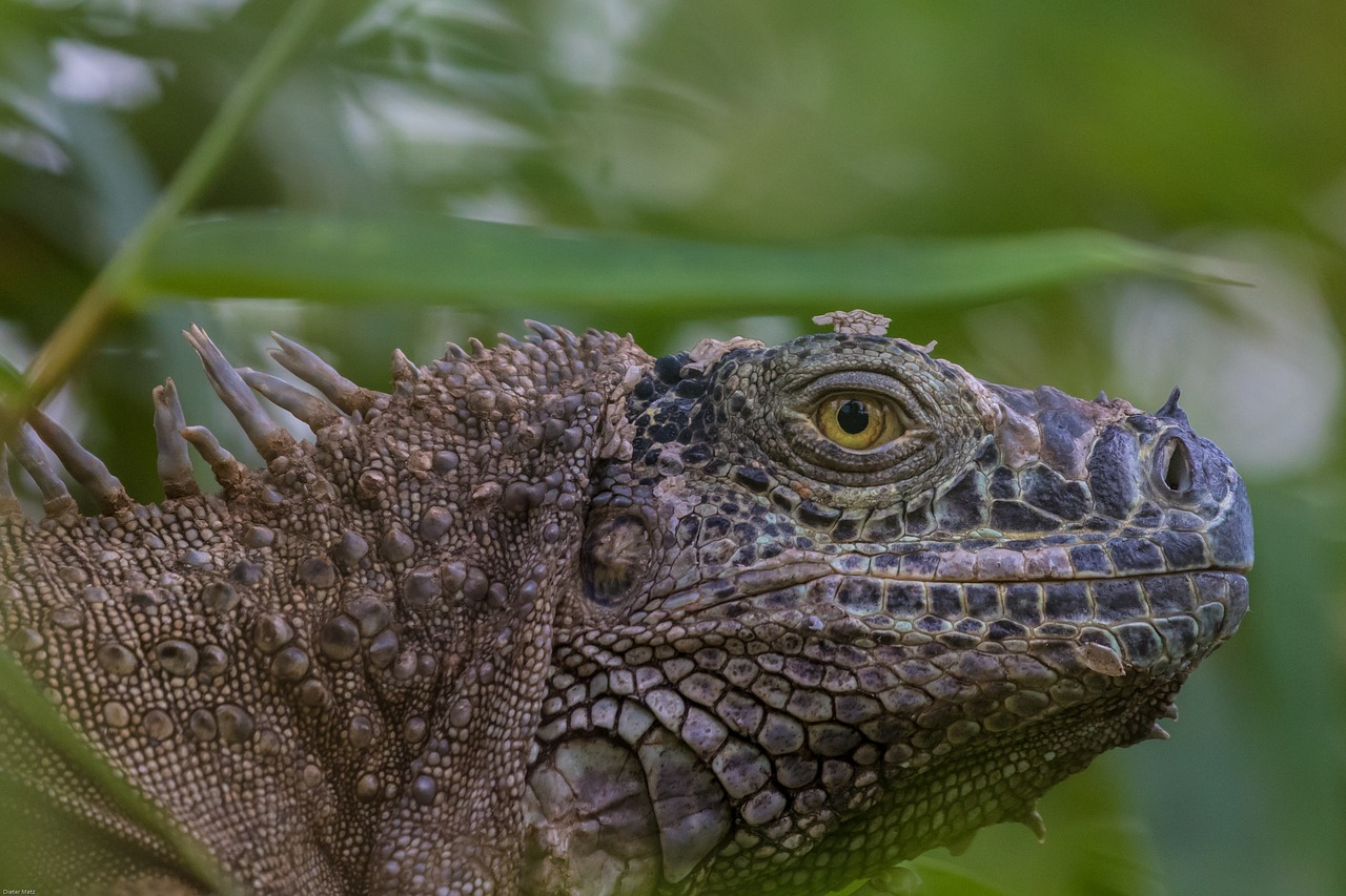 iguana  reptile  lizard free photo