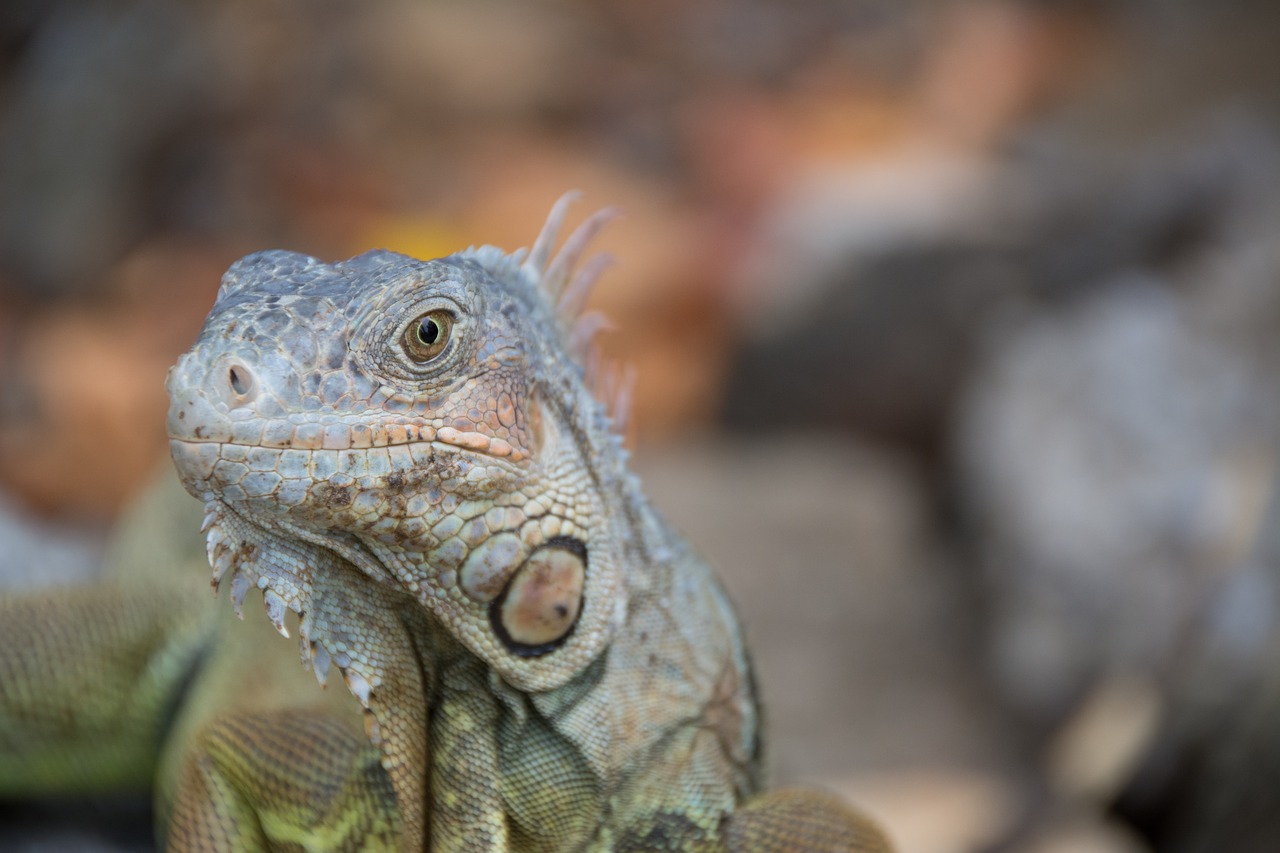 iguana  reptile  scaly free photo