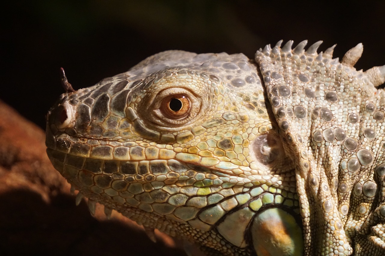 iguana  nature  lizard free photo