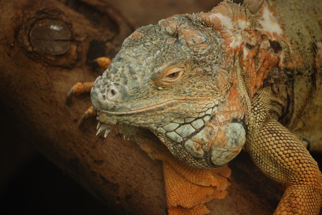 iguana lizard scaly free photo