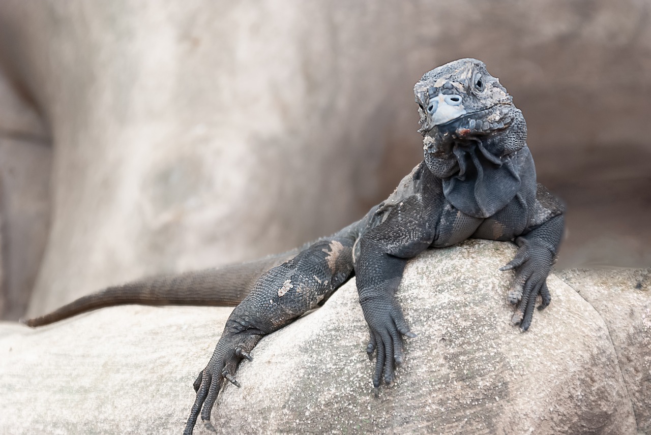 iguana  lizard  tree free photo