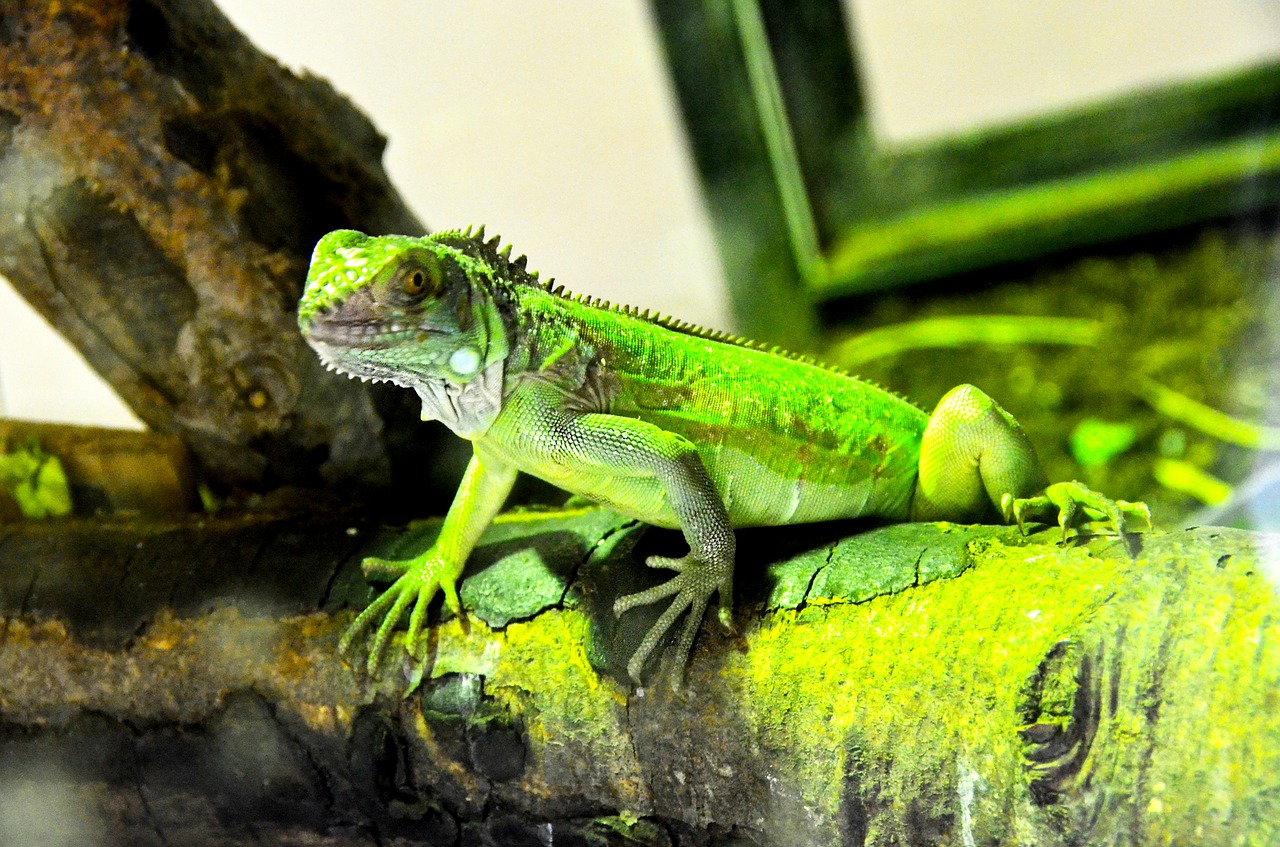 iguana  reptile  green free photo