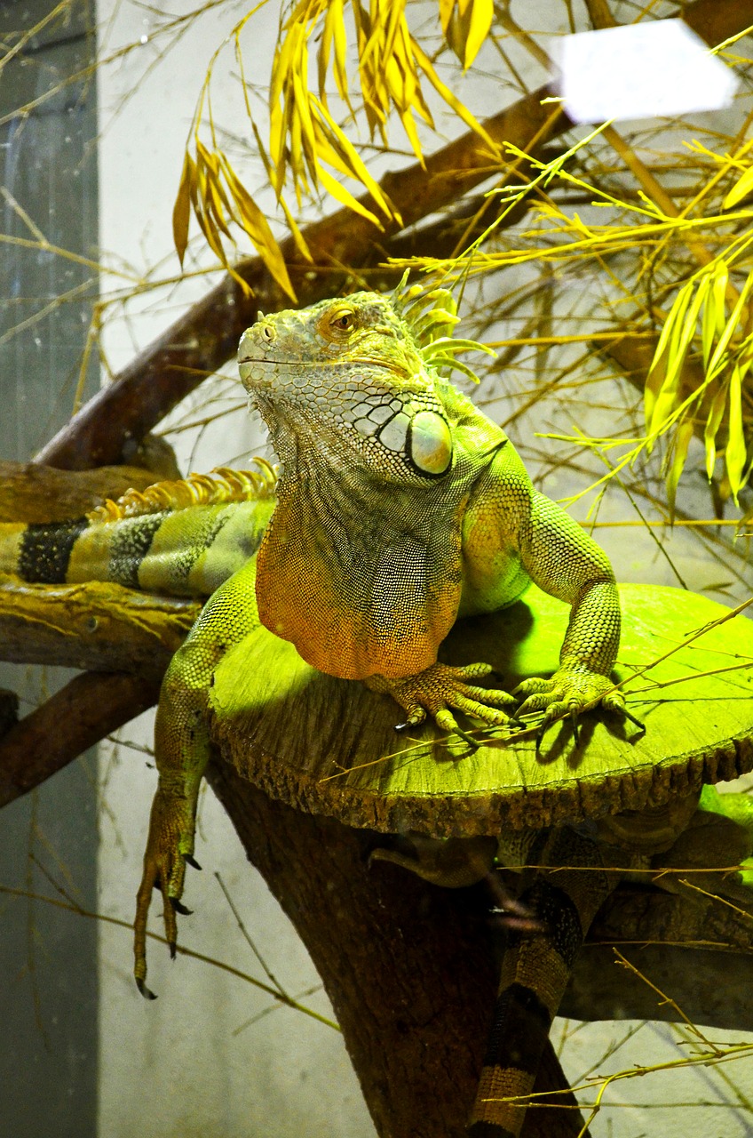 iguana  reptile  lizard free photo