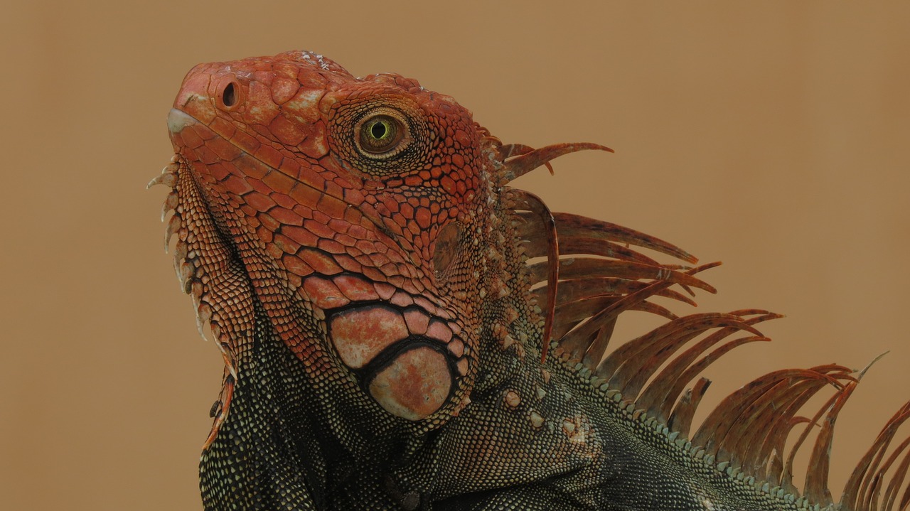 iguana  animal  reptile free photo