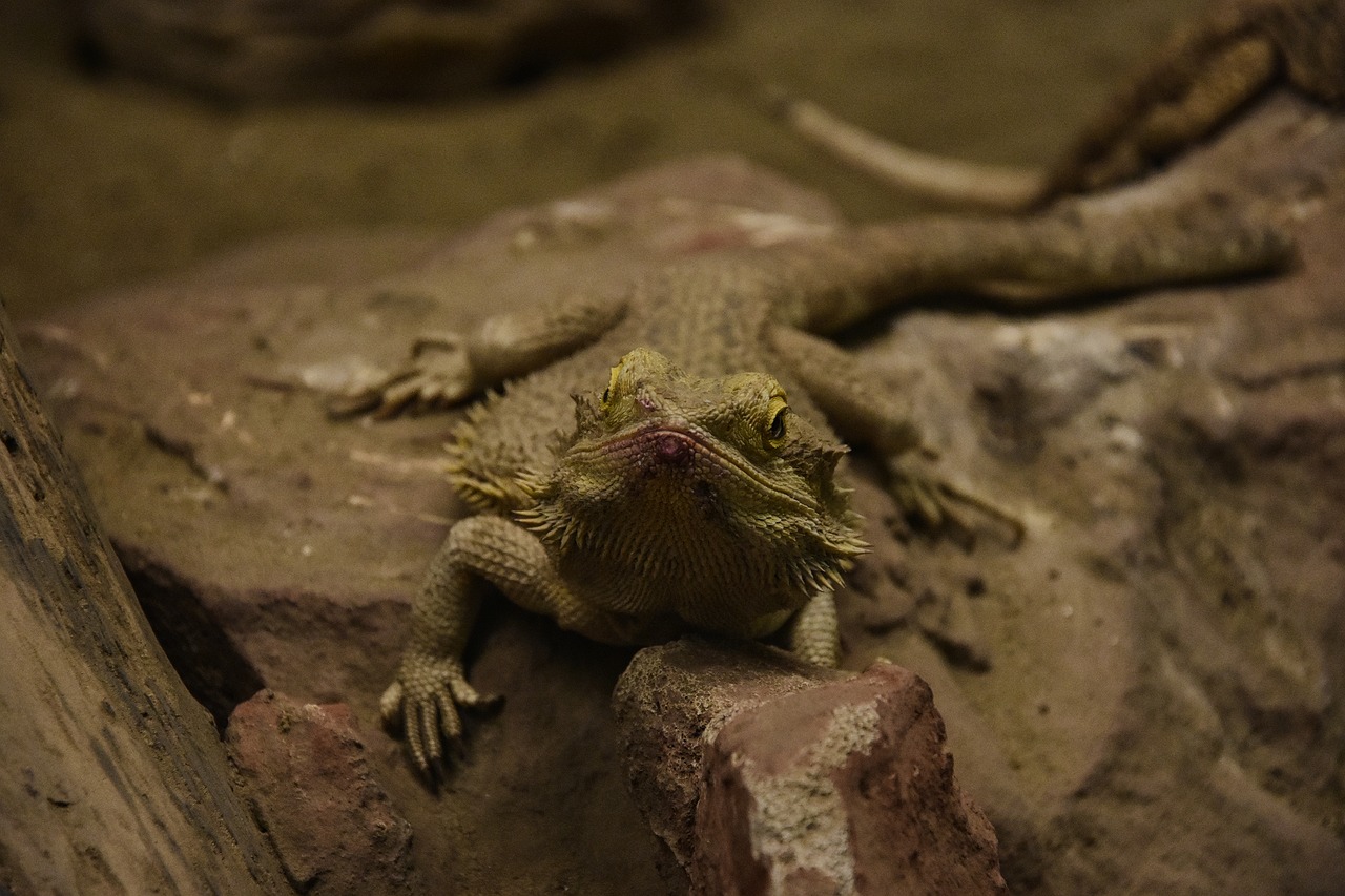 iguana  reptile  lizard free photo