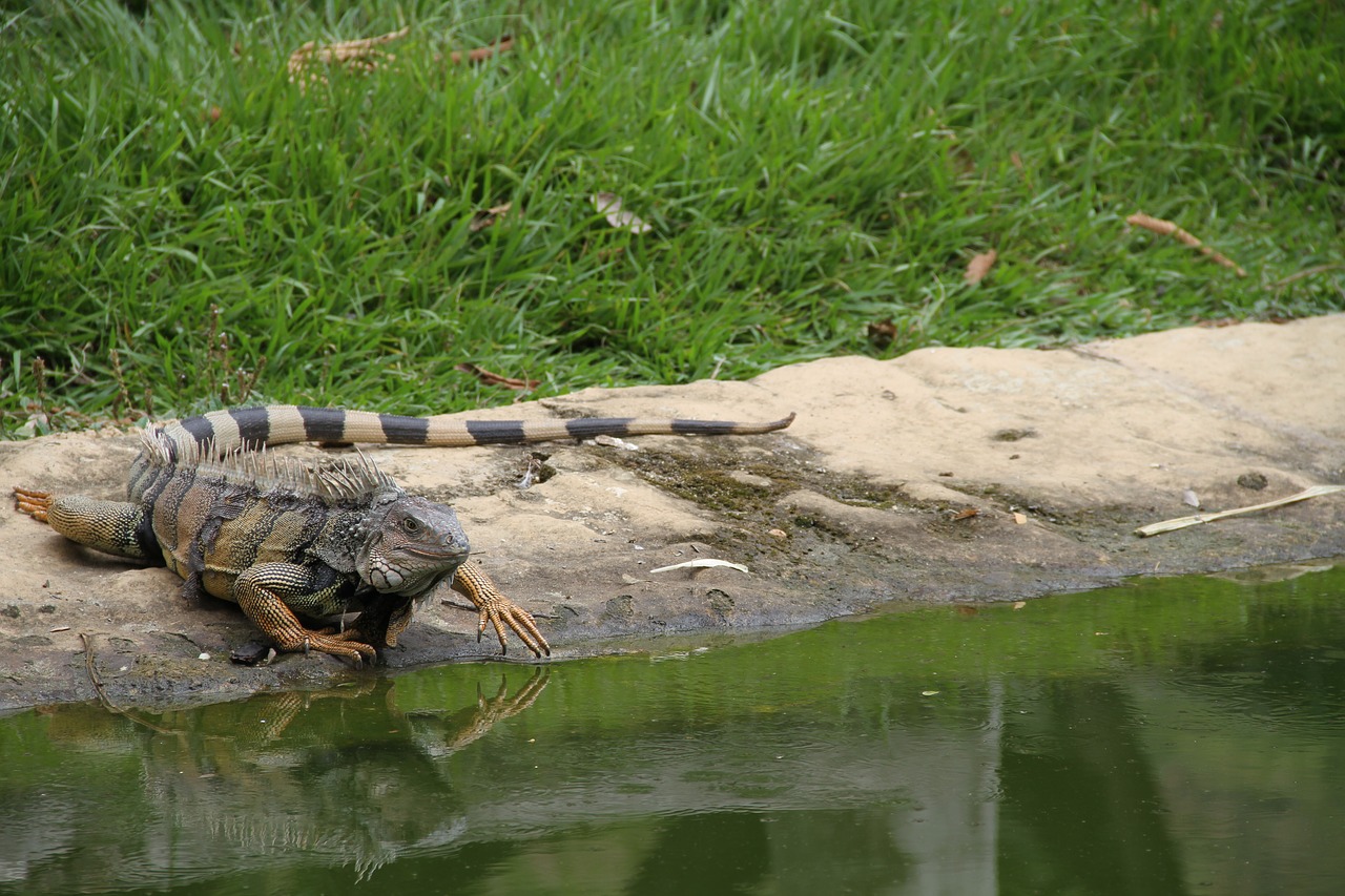 iguana  animal  nature free photo