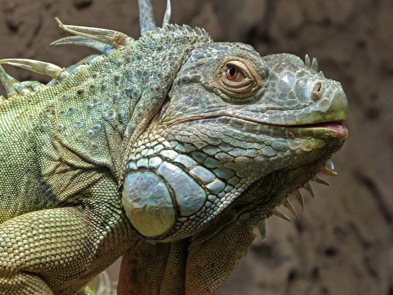 iguana  zoo  reptile free photo