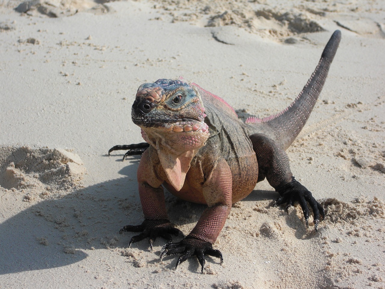 iguana  lizard  dragon free photo