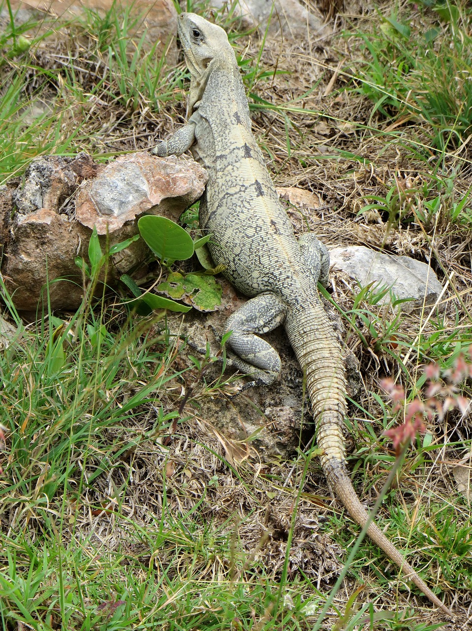iguana  reptile  dinosaur free photo
