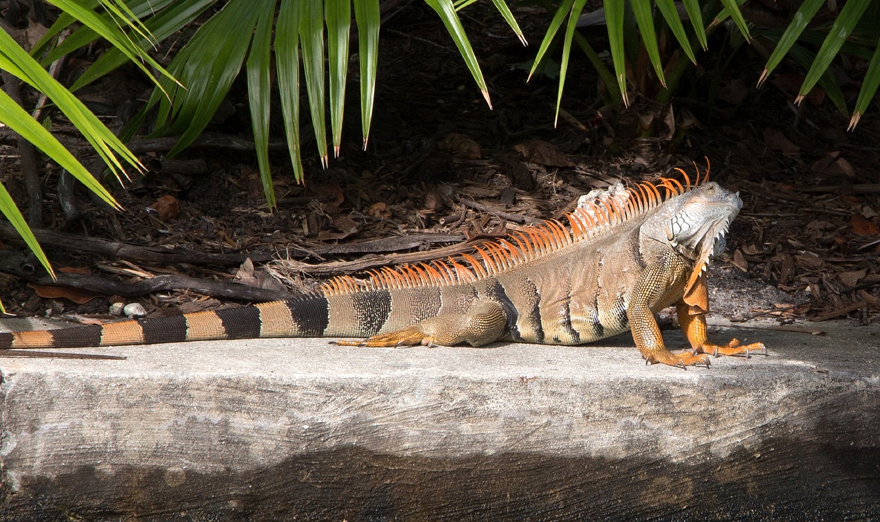 iguana  spiny  tailed free photo
