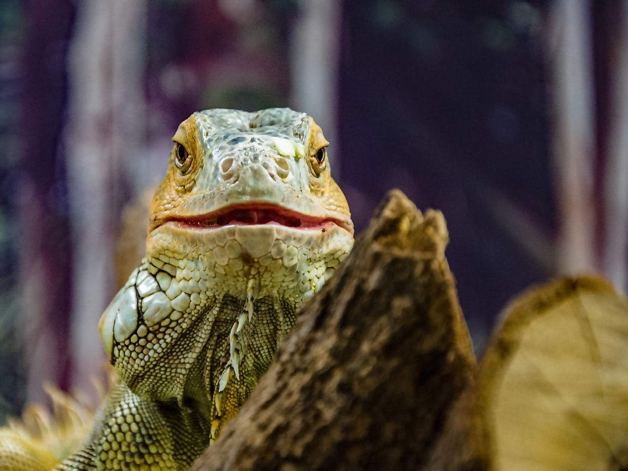 iguana  reptile  scale free photo