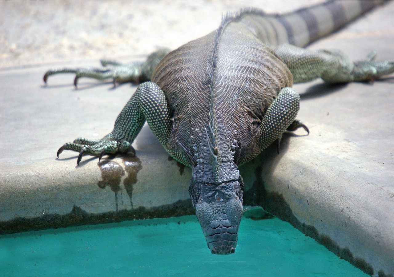 iguana  reptile  swimming pool free photo