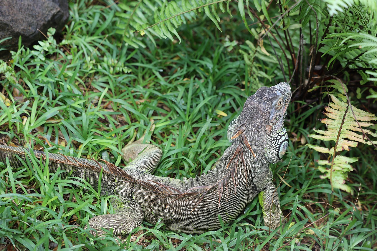 iguana  grass  lizard free photo