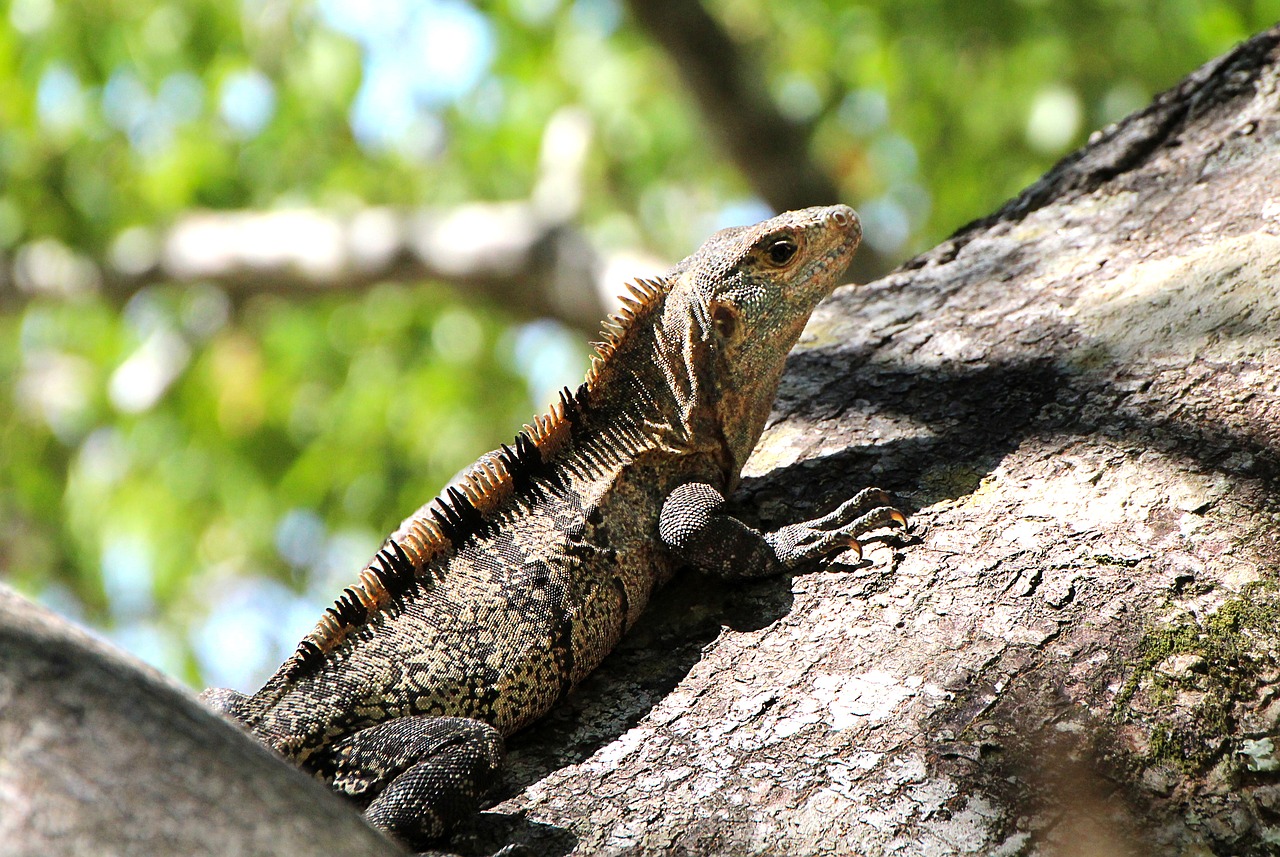 iguana  reptile  tree free photo
