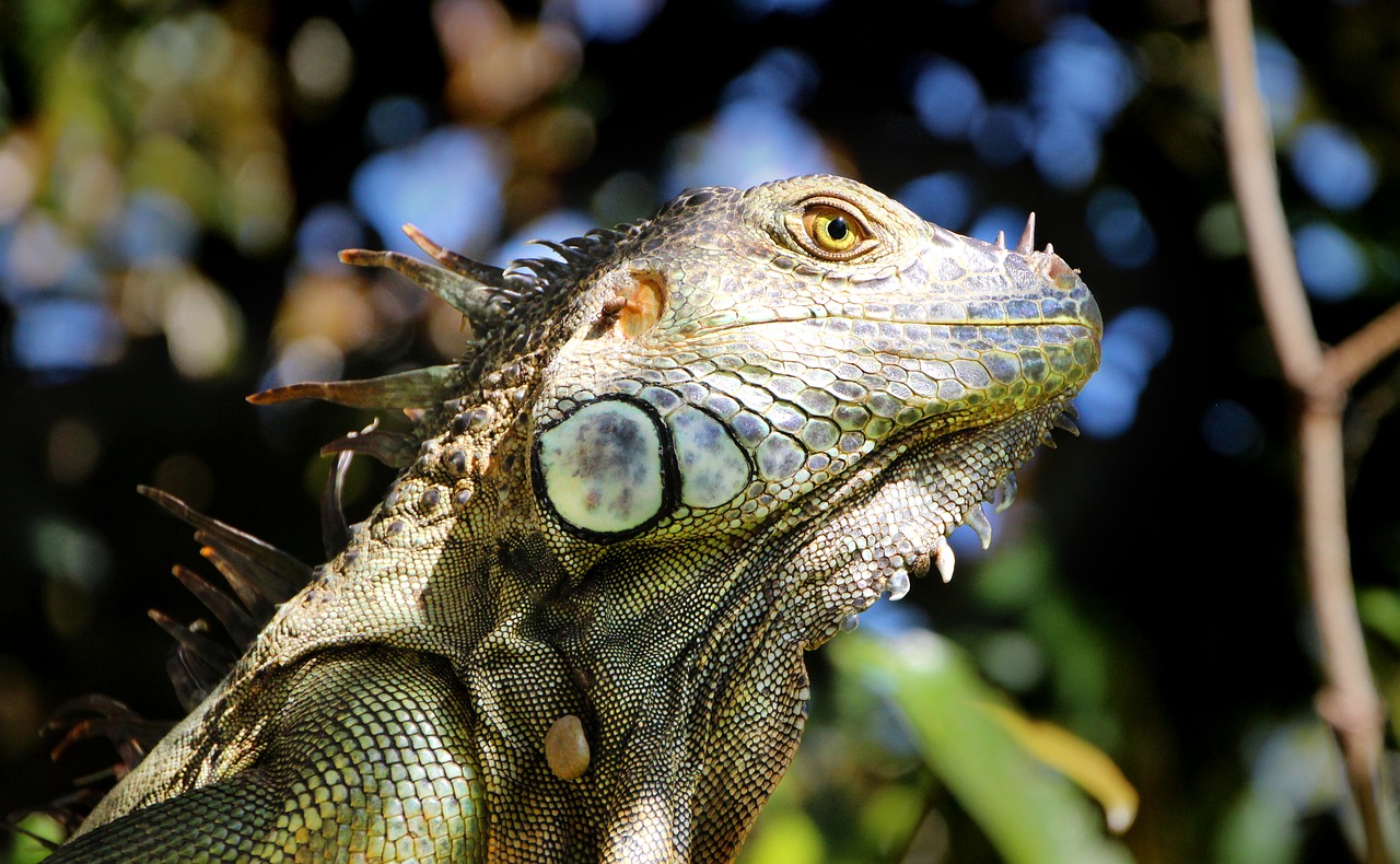 iguana  reptile  tree free photo