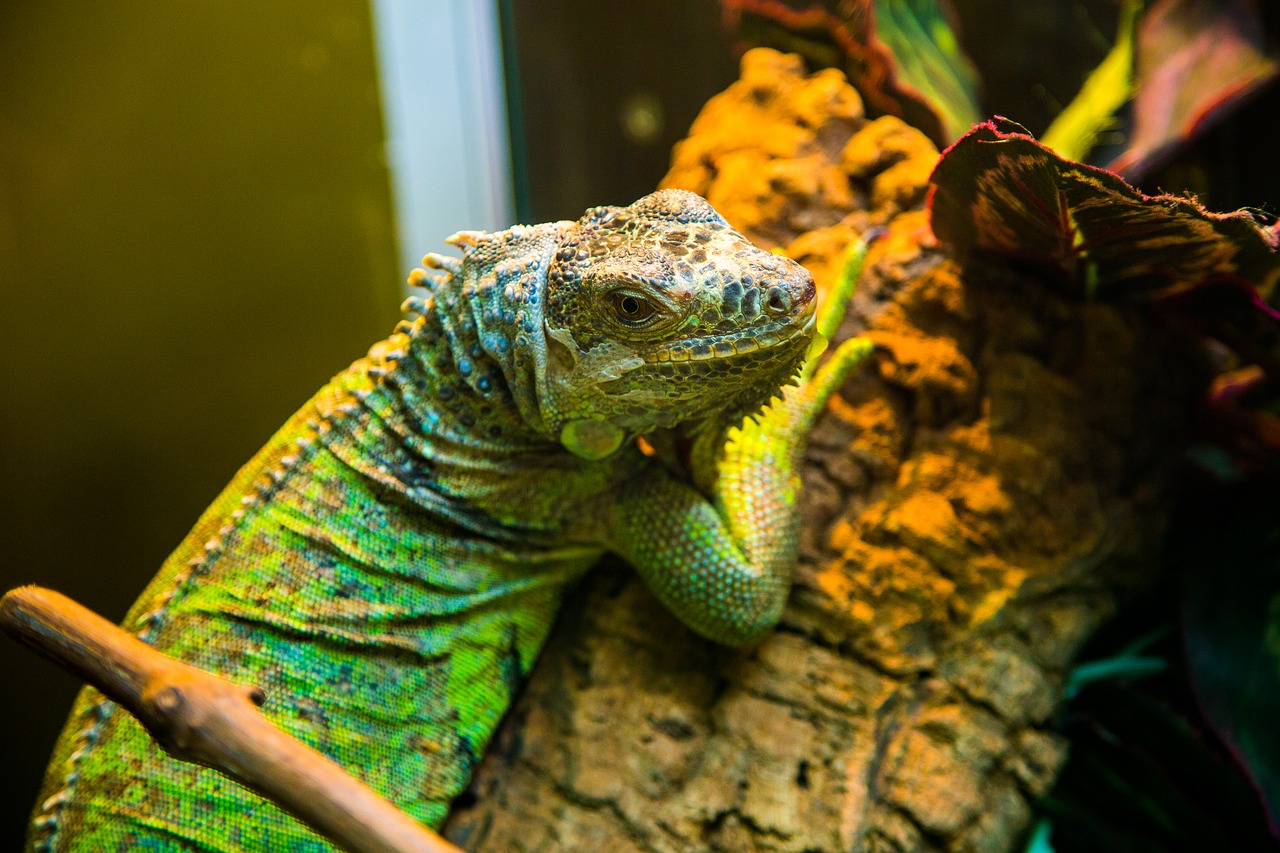 iguana  lizard  reptile free photo