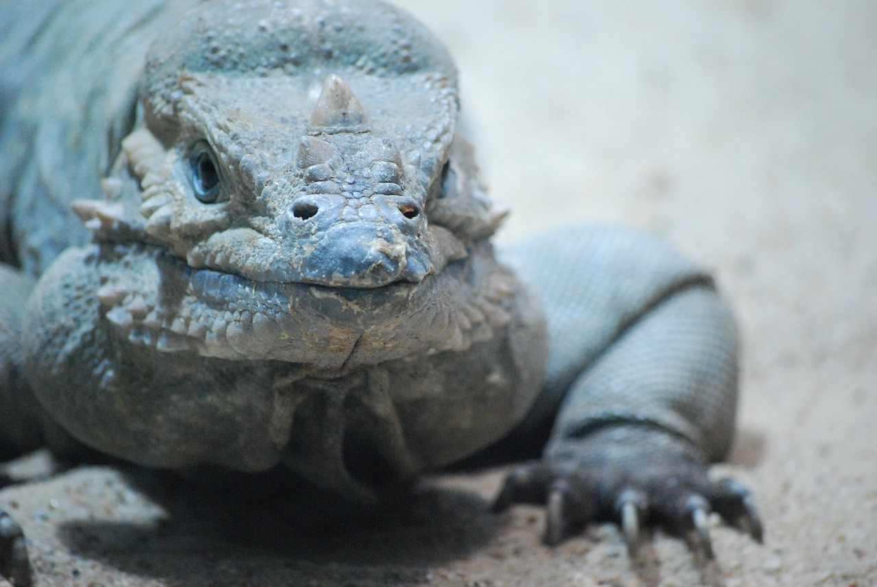 iguana  the lizard  zoo free photo