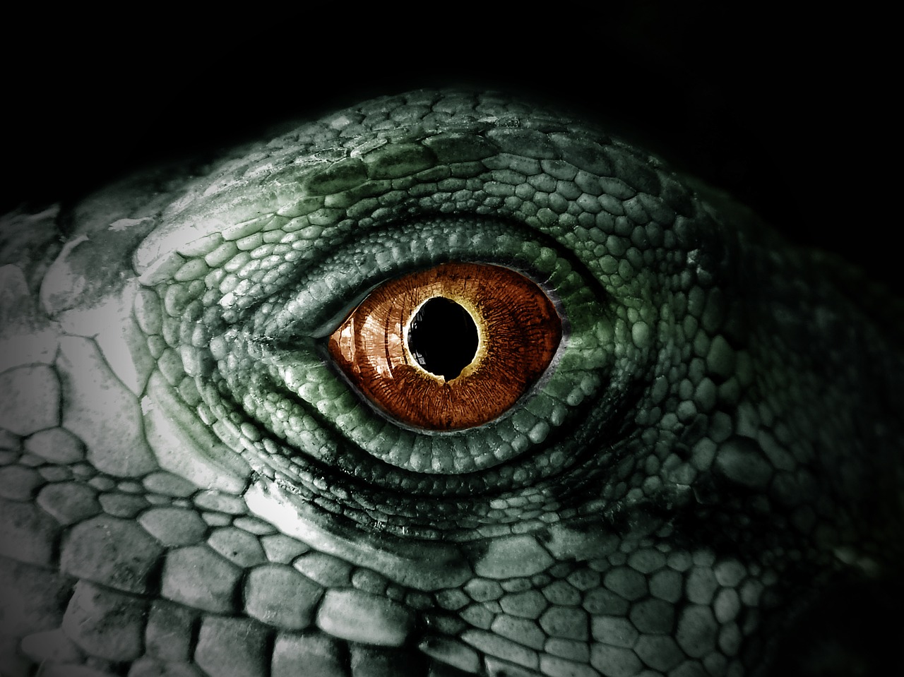 iguana  reptile  lizard free photo
