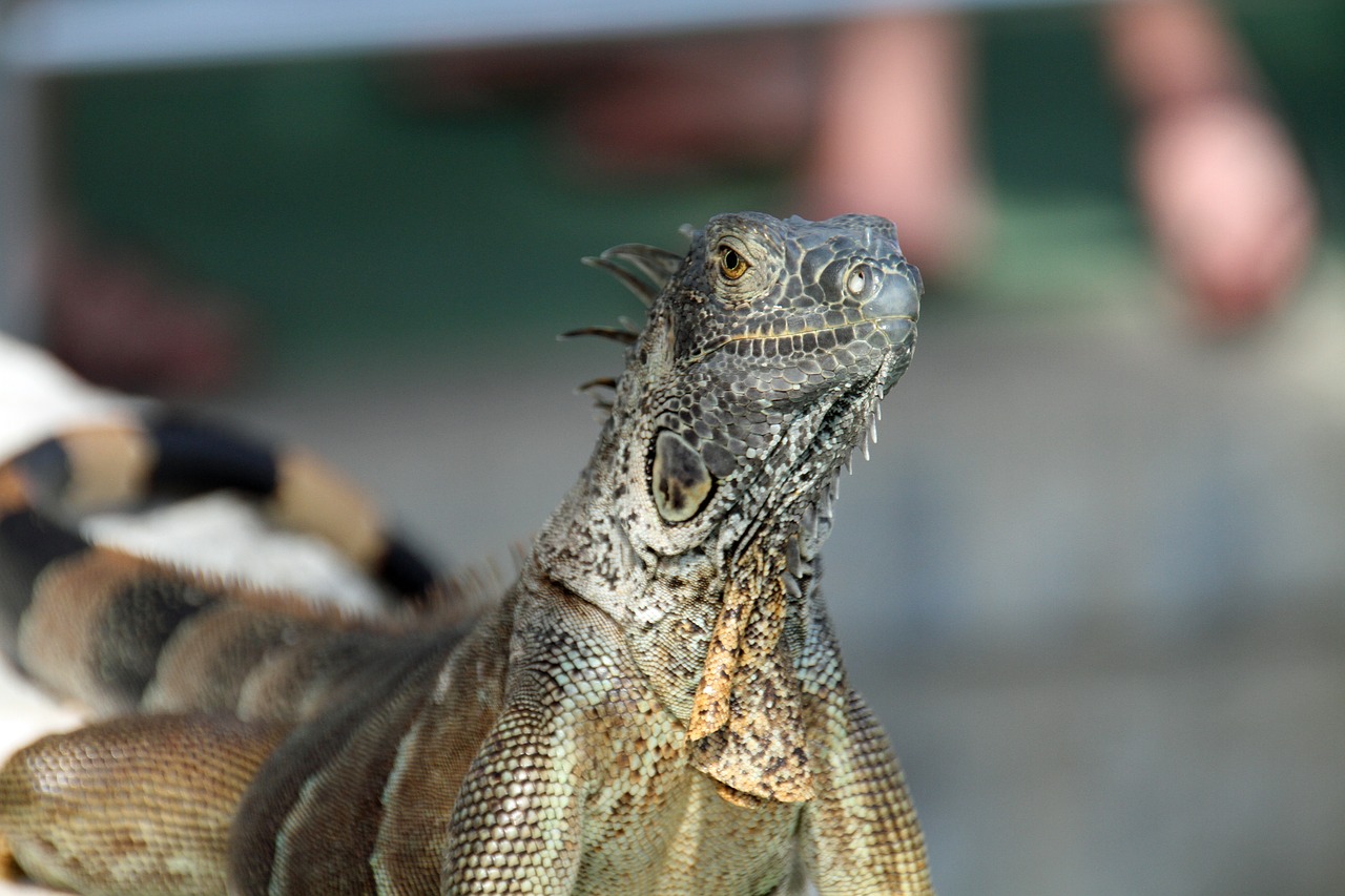 iguana  herbivorous  lizards free photo