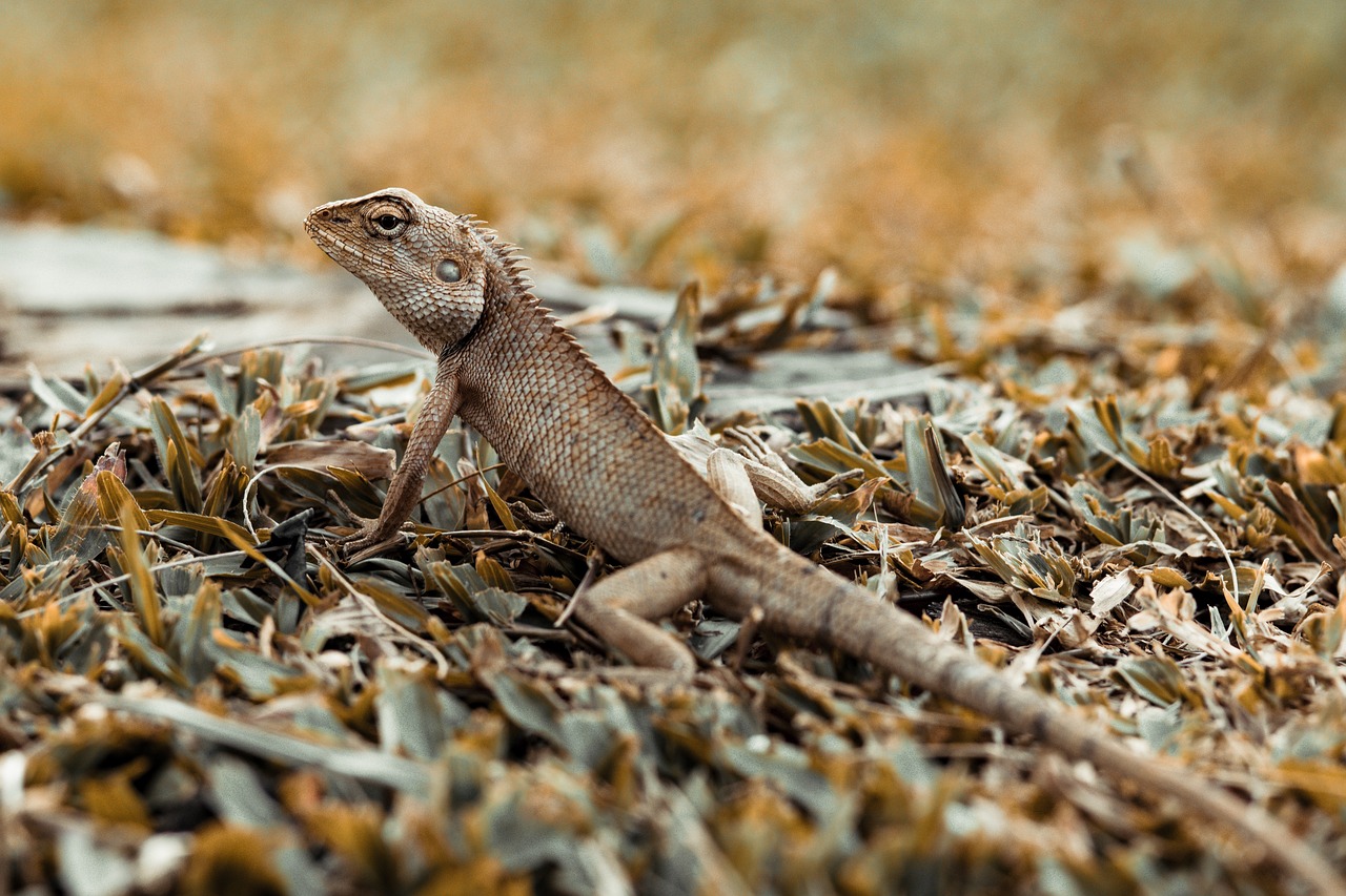 iguana  animal  top free photo