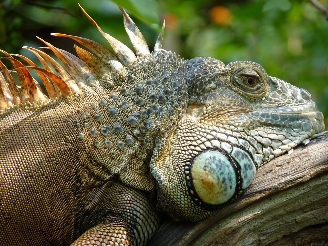 iguana lizard close free photo