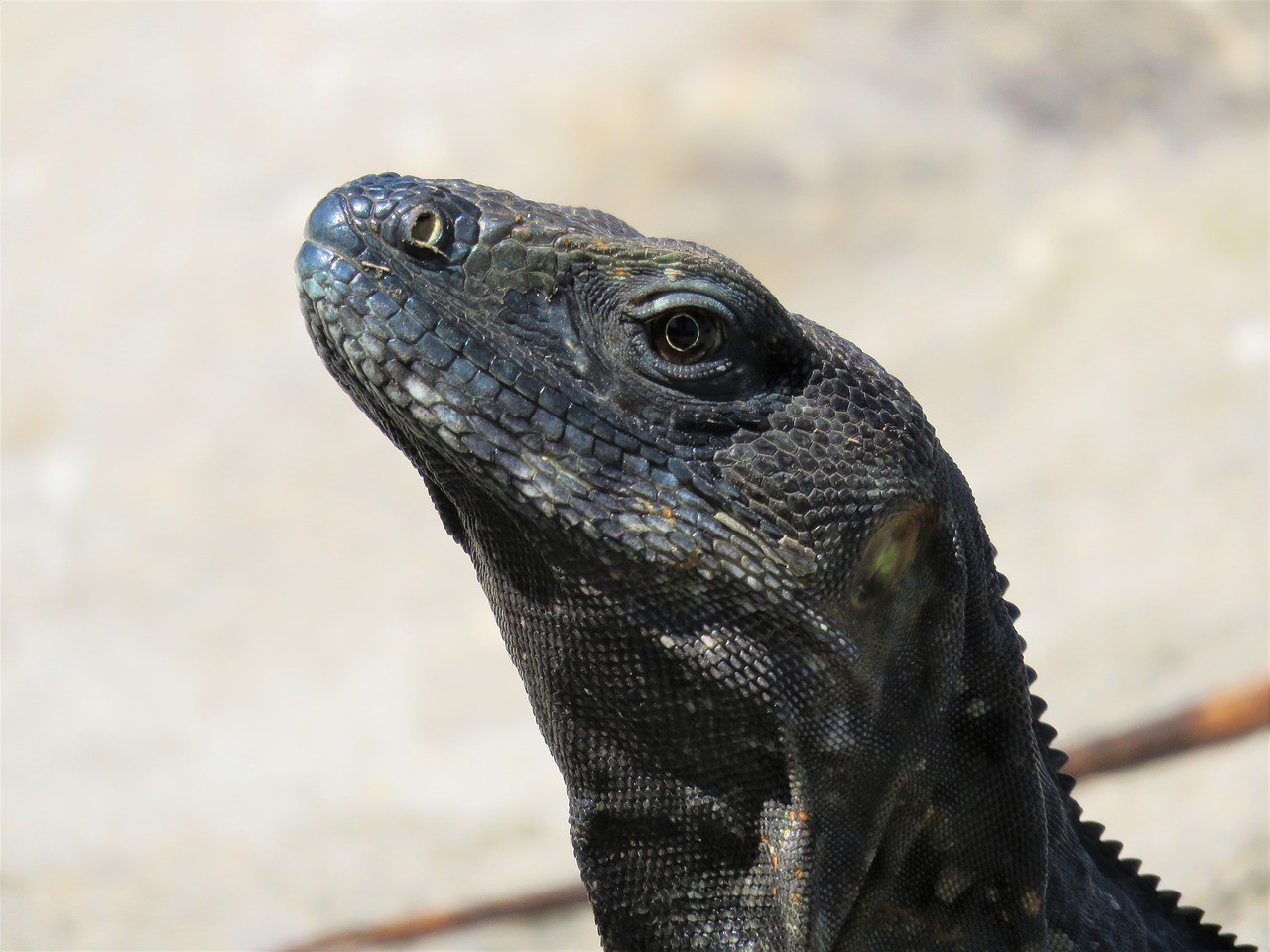 iguana  reptile  lizard free photo