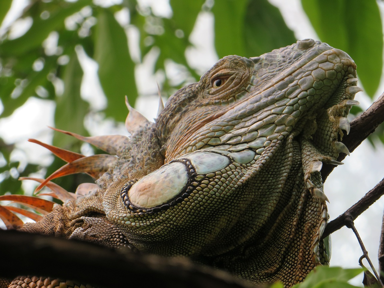 iguana animal reptile free photo