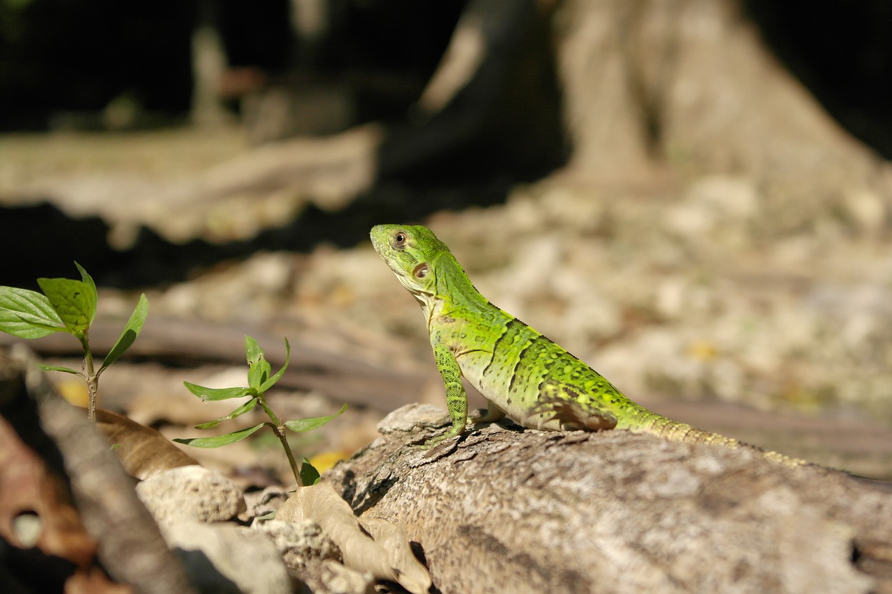 iguana  animal  lizard free photo