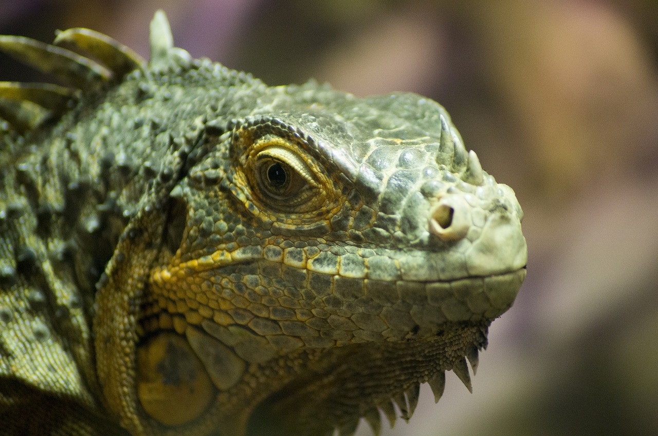 iguana  lizard  dragon free photo